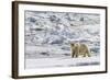 Adult Polar Bear (Ursus Maritimus) on the Ice in Bear Sound-Michael Nolan-Framed Photographic Print