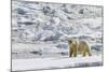 Adult Polar Bear (Ursus Maritimus) on the Ice in Bear Sound-Michael Nolan-Mounted Photographic Print