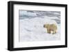 Adult Polar Bear (Ursus Maritimus) on the Ice in Bear Sound-Michael Nolan-Framed Photographic Print