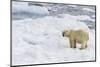 Adult Polar Bear (Ursus Maritimus) on the Ice in Bear Sound-Michael Nolan-Mounted Photographic Print