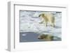 Adult Polar Bear (Ursus Maritimus) on the Ice in Bear Sound-Michael Nolan-Framed Photographic Print