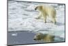 Adult Polar Bear (Ursus Maritimus) on the Ice in Bear Sound-Michael Nolan-Mounted Photographic Print