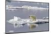 Adult Polar Bear (Ursus Maritimus) on the Ice in Bear Sound-Michael Nolan-Mounted Photographic Print