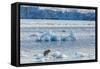 Adult Polar Bear (Ursus Maritimus) on the Ice in Gashamna (Goose Bay)-Michael Nolan-Framed Stretched Canvas