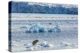 Adult Polar Bear (Ursus Maritimus) on the Ice in Gashamna (Goose Bay)-Michael Nolan-Stretched Canvas