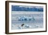 Adult Polar Bear (Ursus Maritimus) on the Ice in Gashamna (Goose Bay)-Michael Nolan-Framed Photographic Print