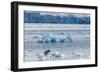 Adult Polar Bear (Ursus Maritimus) on the Ice in Gashamna (Goose Bay)-Michael Nolan-Framed Photographic Print