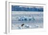 Adult Polar Bear (Ursus Maritimus) on the Ice in Gashamna (Goose Bay)-Michael Nolan-Framed Photographic Print