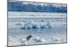 Adult Polar Bear (Ursus Maritimus) on the Ice in Gashamna (Goose Bay)-Michael Nolan-Mounted Photographic Print