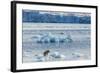 Adult Polar Bear (Ursus Maritimus) on the Ice in Gashamna (Goose Bay)-Michael Nolan-Framed Photographic Print