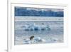 Adult Polar Bear (Ursus Maritimus) on the Ice in Gashamna (Goose Bay)-Michael Nolan-Framed Photographic Print