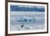 Adult Polar Bear (Ursus Maritimus) on the Ice in Gashamna (Goose Bay)-Michael Nolan-Framed Photographic Print