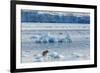 Adult Polar Bear (Ursus Maritimus) on the Ice in Gashamna (Goose Bay)-Michael Nolan-Framed Photographic Print