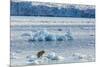 Adult Polar Bear (Ursus Maritimus) on the Ice in Gashamna (Goose Bay)-Michael Nolan-Mounted Photographic Print