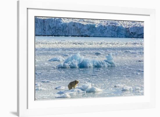 Adult Polar Bear (Ursus Maritimus) on the Ice in Gashamna (Goose Bay)-Michael Nolan-Framed Photographic Print