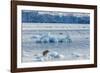 Adult Polar Bear (Ursus Maritimus) on the Ice in Gashamna (Goose Bay)-Michael Nolan-Framed Photographic Print