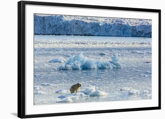 Adult Polar Bear (Ursus Maritimus) on the Ice in Gashamna (Goose Bay)-Michael Nolan-Framed Photographic Print