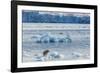 Adult Polar Bear (Ursus Maritimus) on the Ice in Gashamna (Goose Bay)-Michael Nolan-Framed Photographic Print