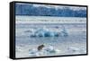 Adult Polar Bear (Ursus Maritimus) on the Ice in Gashamna (Goose Bay)-Michael Nolan-Framed Stretched Canvas