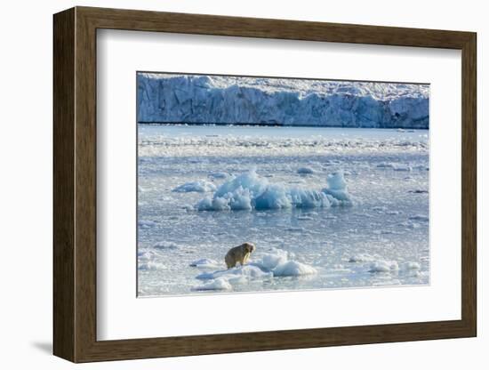 Adult Polar Bear (Ursus Maritimus) on the Ice in Gashamna (Goose Bay)-Michael Nolan-Framed Photographic Print