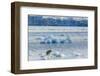 Adult Polar Bear (Ursus Maritimus) on the Ice in Gashamna (Goose Bay)-Michael Nolan-Framed Photographic Print