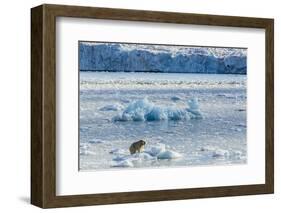 Adult Polar Bear (Ursus Maritimus) on the Ice in Gashamna (Goose Bay)-Michael Nolan-Framed Photographic Print