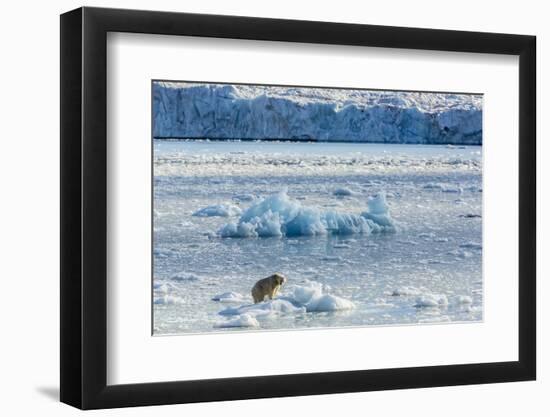 Adult Polar Bear (Ursus Maritimus) on the Ice in Gashamna (Goose Bay)-Michael Nolan-Framed Photographic Print