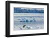 Adult Polar Bear (Ursus Maritimus) on the Ice in Gashamna (Goose Bay)-Michael Nolan-Framed Photographic Print