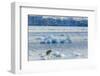 Adult Polar Bear (Ursus Maritimus) on the Ice in Gashamna (Goose Bay)-Michael Nolan-Framed Photographic Print