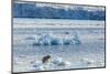 Adult Polar Bear (Ursus Maritimus) on the Ice in Gashamna (Goose Bay)-Michael Nolan-Mounted Photographic Print