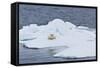 Adult Polar Bear (Ursus Maritimus) on the Ice Near Moffen Island-Michael Nolan-Framed Stretched Canvas