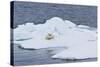 Adult Polar Bear (Ursus Maritimus) on the Ice Near Moffen Island-Michael Nolan-Stretched Canvas