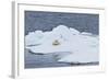 Adult Polar Bear (Ursus Maritimus) on the Ice Near Moffen Island-Michael Nolan-Framed Photographic Print