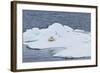 Adult Polar Bear (Ursus Maritimus) on the Ice Near Moffen Island-Michael Nolan-Framed Photographic Print