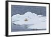 Adult Polar Bear (Ursus Maritimus) on the Ice Near Moffen Island-Michael Nolan-Framed Photographic Print