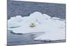 Adult Polar Bear (Ursus Maritimus) on the Ice Near Moffen Island-Michael Nolan-Mounted Photographic Print