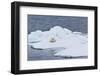 Adult Polar Bear (Ursus Maritimus) on the Ice Near Moffen Island-Michael Nolan-Framed Photographic Print