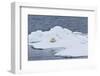 Adult Polar Bear (Ursus Maritimus) on the Ice Near Moffen Island-Michael Nolan-Framed Photographic Print