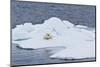 Adult Polar Bear (Ursus Maritimus) on the Ice Near Moffen Island-Michael Nolan-Mounted Photographic Print