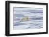 Adult Polar Bear (Ursus Maritimus) on the Ice Near the Sujoya Islands-Michael Nolan-Framed Photographic Print