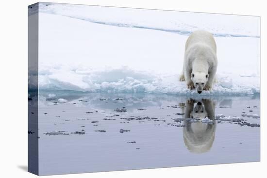 Adult polar bear (Ursus maritimus), reflected in the sea on ice near Ellesmere Island, Nunavut-Michael Nolan-Stretched Canvas