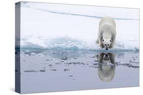 Adult polar bear (Ursus maritimus), reflected in the sea on ice near Ellesmere Island, Nunavut-Michael Nolan-Stretched Canvas