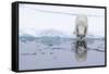 Adult polar bear (Ursus maritimus), reflected in the sea on ice near Ellesmere Island, Nunavut-Michael Nolan-Framed Stretched Canvas