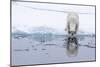 Adult polar bear (Ursus maritimus), reflected in the sea on ice near Ellesmere Island, Nunavut-Michael Nolan-Mounted Photographic Print