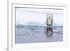 Adult polar bear (Ursus maritimus), reflected in the sea on ice near Ellesmere Island, Nunavut-Michael Nolan-Framed Photographic Print