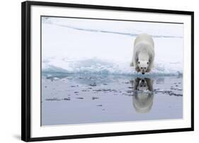 Adult polar bear (Ursus maritimus), reflected in the sea on ice near Ellesmere Island, Nunavut-Michael Nolan-Framed Photographic Print