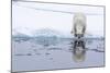 Adult polar bear (Ursus maritimus), reflected in the sea on ice near Ellesmere Island, Nunavut-Michael Nolan-Mounted Photographic Print