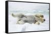 Adult polar bear (Ursus maritimus) stretching on first year sea ice in Olga Strait-Michael Nolan-Framed Stretched Canvas