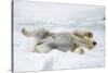 Adult polar bear (Ursus maritimus) stretching on first year sea ice in Olga Strait-Michael Nolan-Stretched Canvas