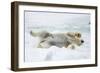 Adult polar bear (Ursus maritimus) stretching on first year sea ice in Olga Strait-Michael Nolan-Framed Photographic Print